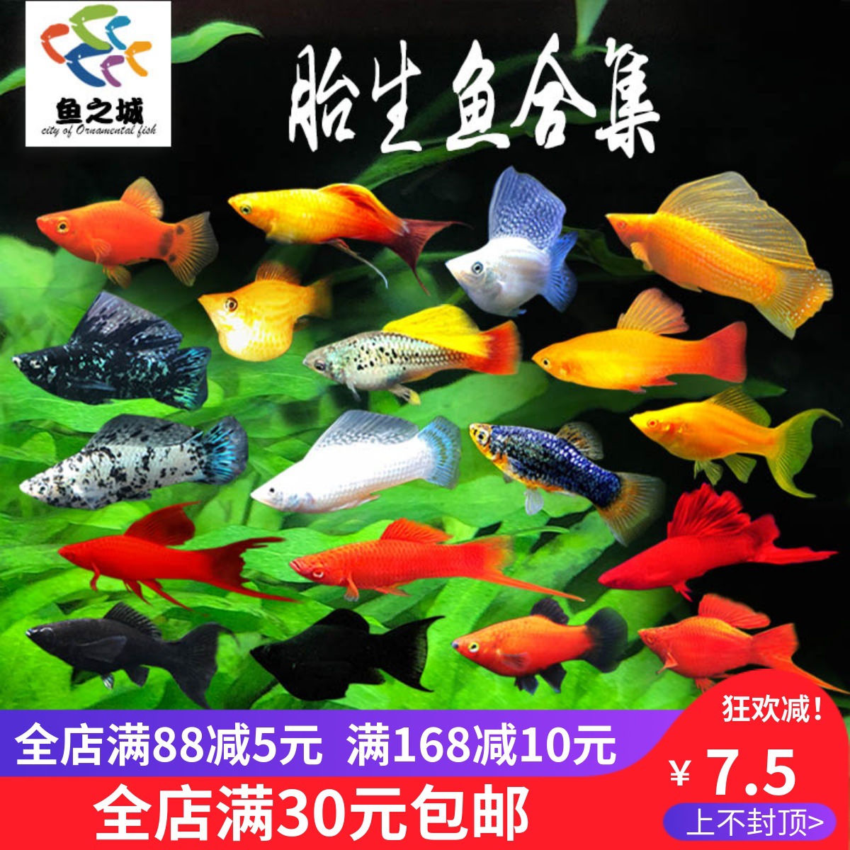 胎生鱼活体孔雀鱼金银黑玛丽金银球玛丽孔雀鱼胎生热带观赏鱼活体