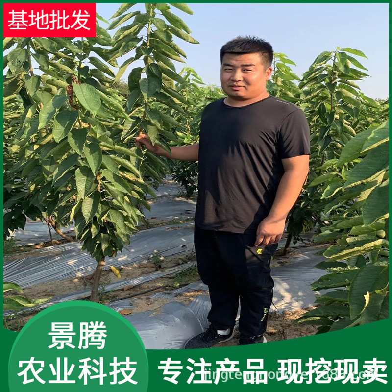 嫁接樱桃树苗 车厘子 布鲁克斯等品种樱桃苗 盆栽樱桃树苗