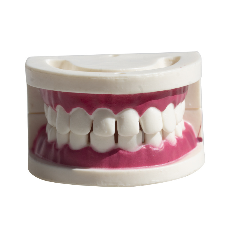 Material de la herramienta de práctica dental de belleza Ejercicio dental Modelo dental de resina Modelo de práctica de dentadura postiza Modelo dental entre dientes