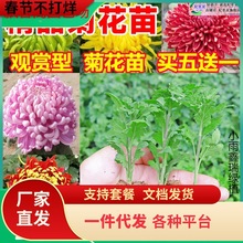 一件代发菊花苗四季开花食用大菊花盆栽九月荷兰菊室内外阳台庭院