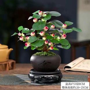 Xiaopan Bodhi Potted Plant with Fruits, Zen Landscaping, Indoor Green Plants, Evergreen All Year Round, Easy to Maintain, Shipped with Fruits
