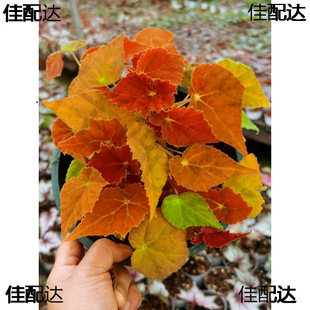 ��~�ﺣ�ĿϿ϶��� ins�L�W�t�Gֲ�����҃��̨�Wʽֲ�ﻨ��