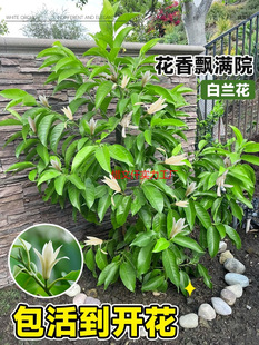 ���m�����m������玧���������Ϙ��������S���S���m���ܾGֲֲ��