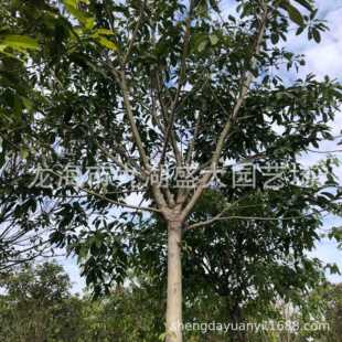 �����S���Ńr�� ���~���е�����ع��� ȫ�ڴ��~�Ÿ�Ҏ�����l