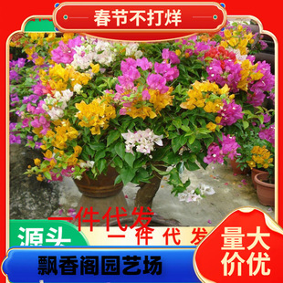 һ�����l�ڻ�����÷�����Ϙ��ͺ�����ֲ���ذ��ļ��_������ͥԺ�^