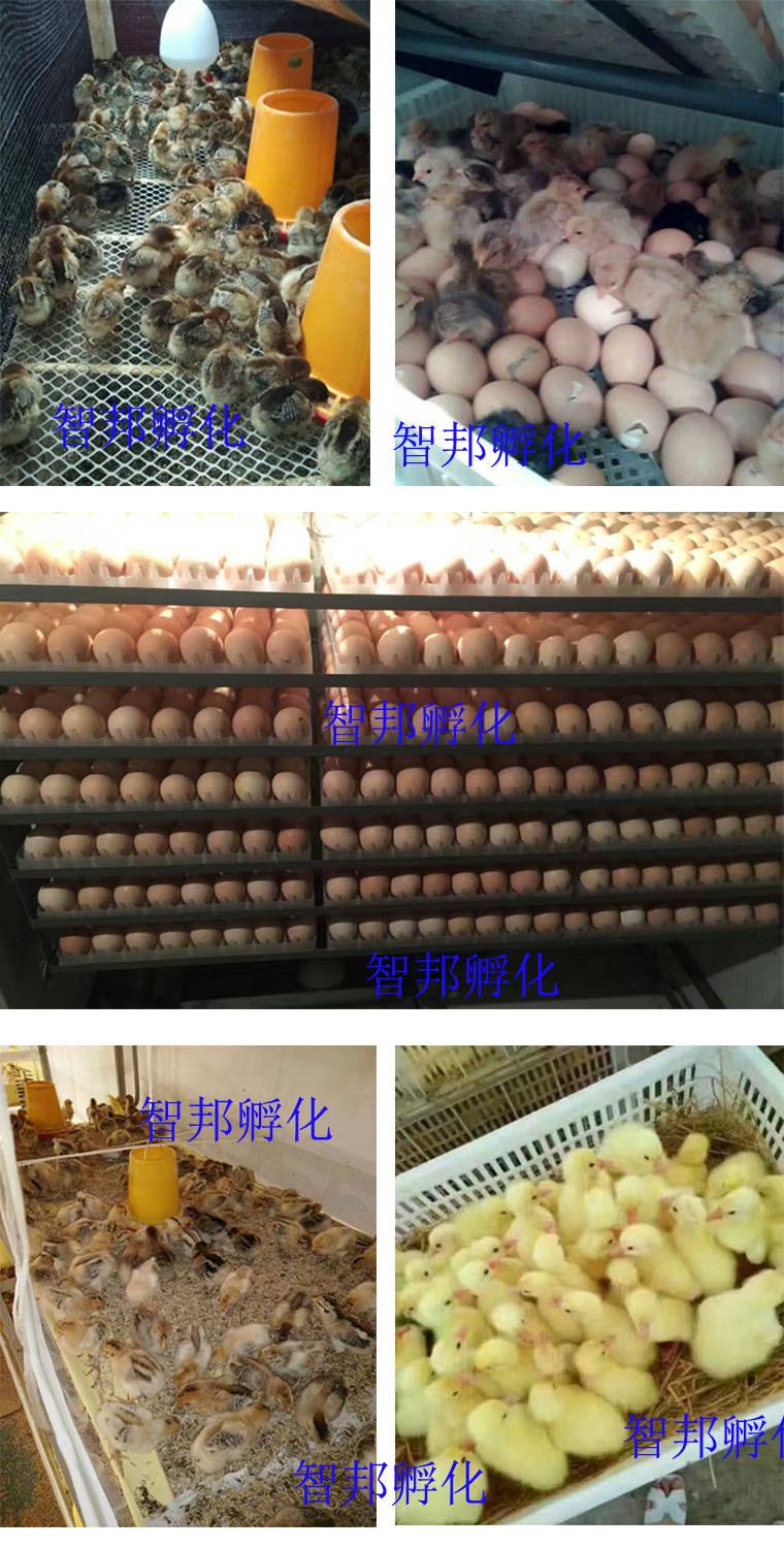 鸵鸟孵化器