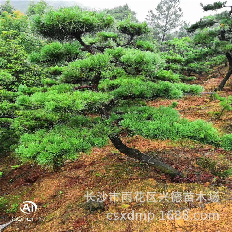Оптовая продажа черных сосен для посадки во дворе, черные сосны уникальной формы, цена на черные сосенки