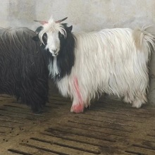 尼日拉亚矮山羊侏儒羊活体宠物羊网红宠物侏儒羊活体出售景区观赏