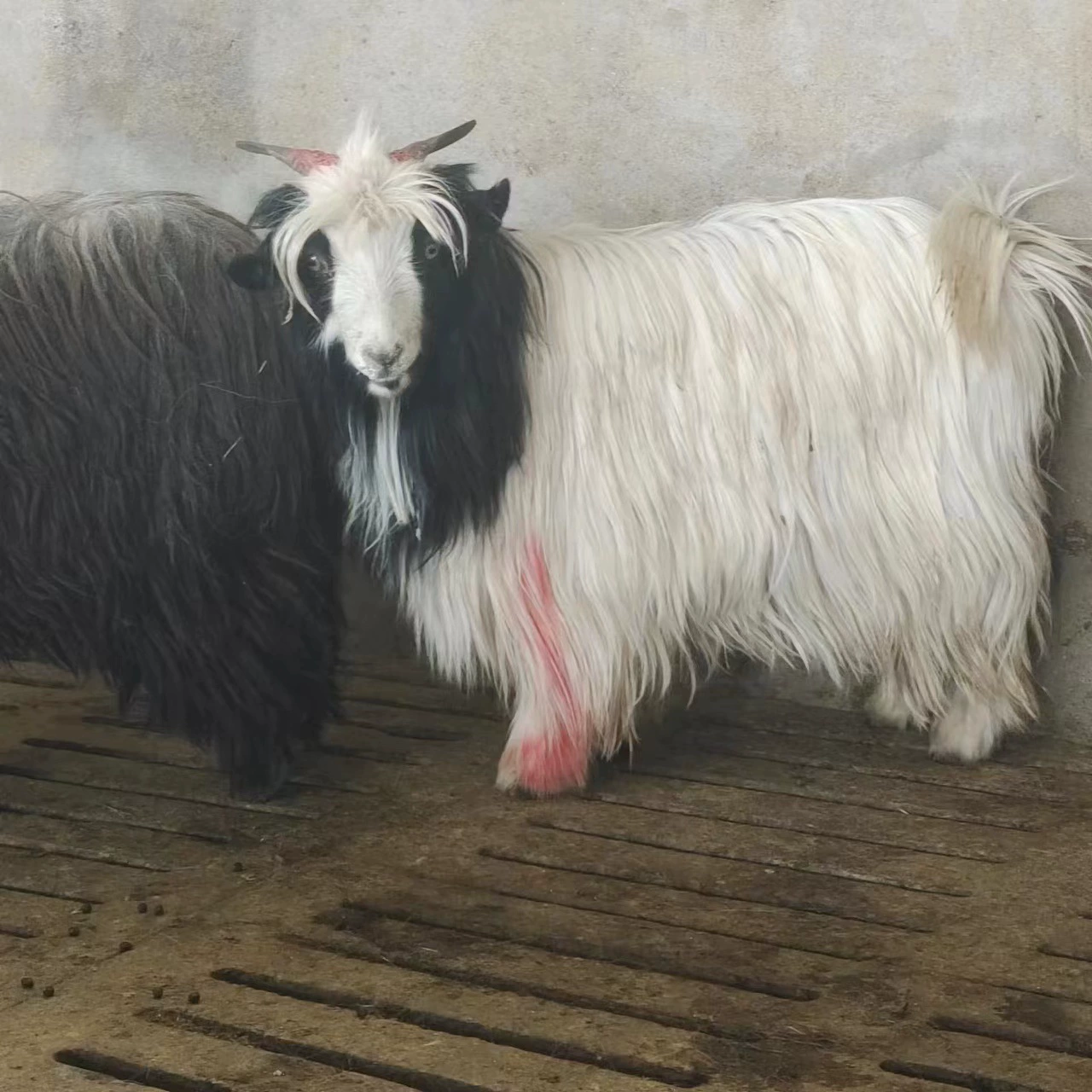 Нигерийские козлы-дворфы, козлы-дворфы, живые домашние овечки, известные в интернете домашние овечки-дворфы, живые на продажу, экскурсии по живописным местам.