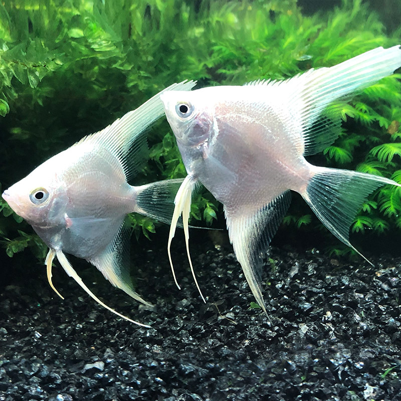 热带鱼观赏鱼活体鱼七彩燕鱼秘鲁陨石三色神仙鱼活体宠物墨燕雪燕