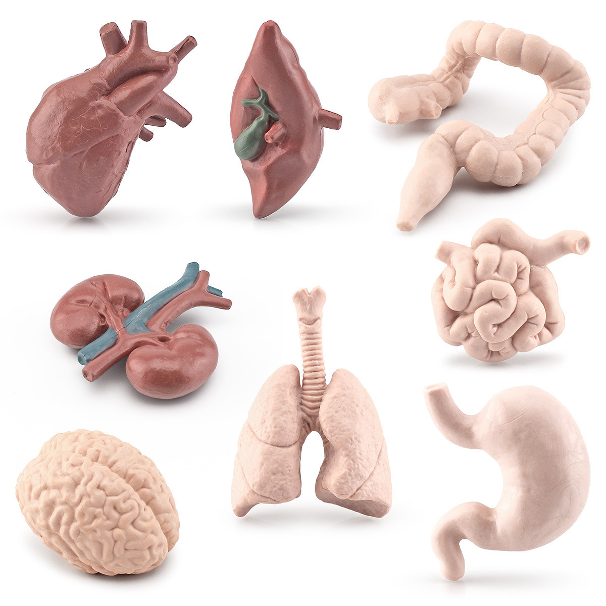 Transfronteriza Simulación Ciencia y Educación modelo de órgano humano cerebro Corazón Pulmón hígado estómago intestino grueso intestino delgado riñón adornos estáticos