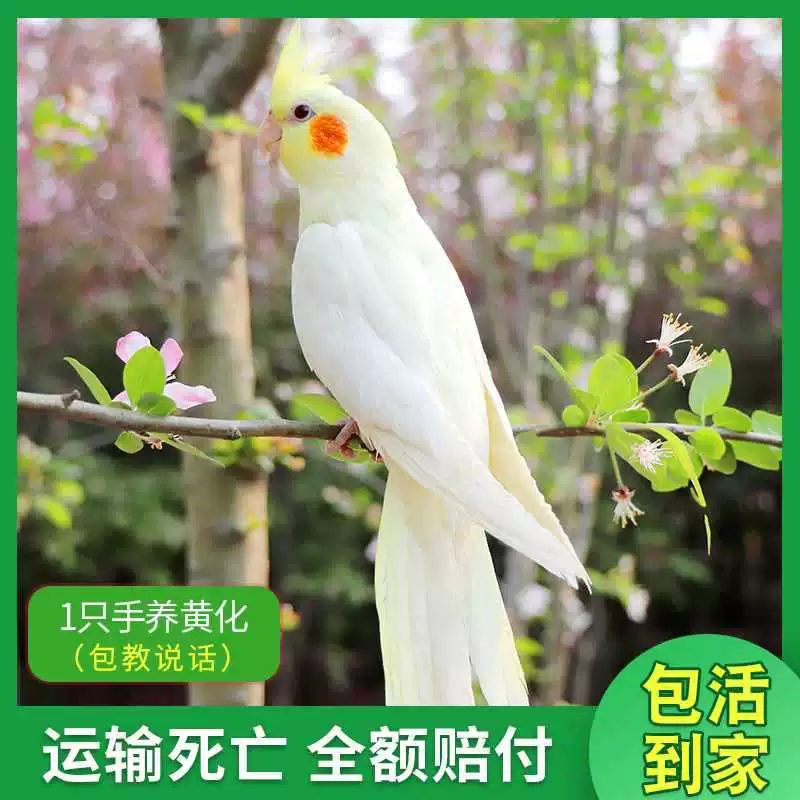 Попугай Xuanfeng для содержания и тренировок, обучение речи, домашний питомец, пара птиц может содержаться вместе