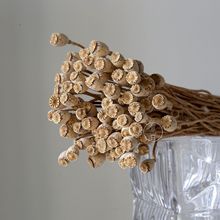 干花虞美人果 植物干果实手工diy永生花戒指相框香薰花环厂家批发