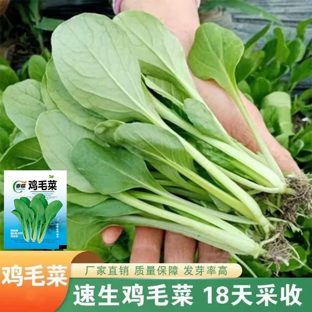 18-дневные быстрорастущие семена весенних овощей, горшечные растения, термостойкие балконы, овощи