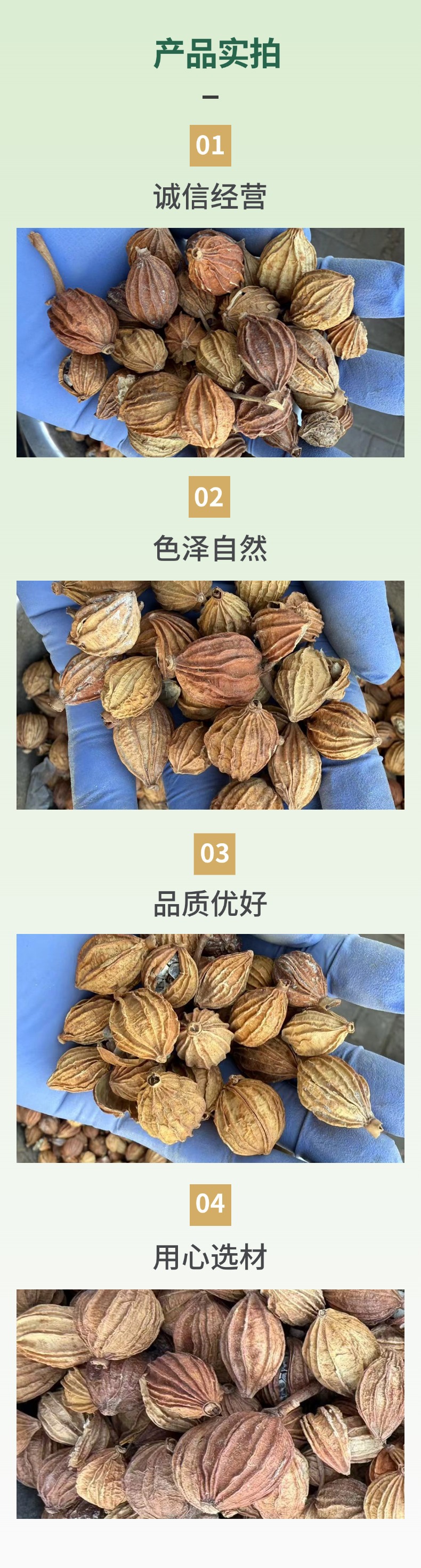 Dried Xiang Sha Spice Amomum Fruit 500g Premium Grade for Herbal Soups and Culinary Use specifications