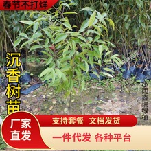 һlڳ骳FľFșĺϳľ