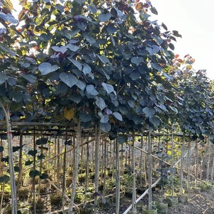 2410������� �t�~�S�� 2-4cm���� ���~�S� ���~��ľ ��ɫ�~