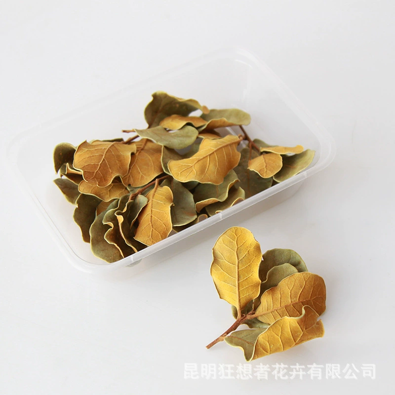 Dry Flower DIY Materials [Dry Fruit] Madman Sommelier Candle Plant Simagon Handmade Class Dry Flower Dry Branches Material