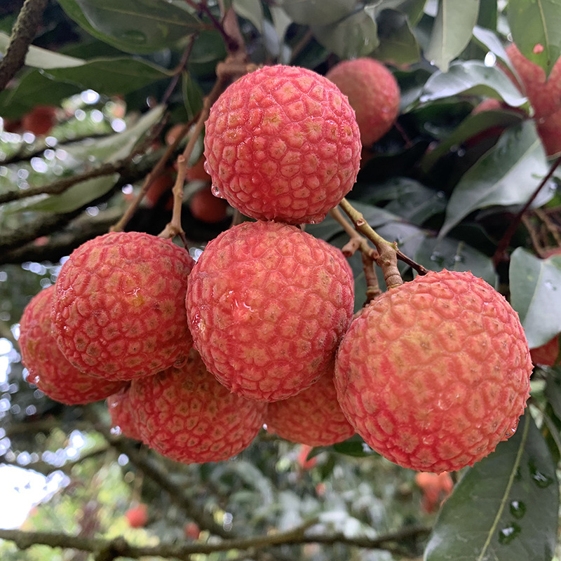 荔枝树苗嫁接妃子笑无核桂味荔枝苗庭院阳台盆栽南方北方种荔枝树