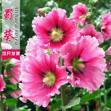 ������N��һ�ɼt�ذ�����N������ͥԺ�������ļ��׻������N��