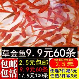草金鱼活体观赏鱼冷水锦鲤小金鱼活鱼龙睛蝶尾鱼闯缸鱼饲料鱼包邮