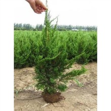 ؘСu؂Ȱرصذ،ɘļL