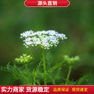 ���ߴ��ӷN�� �ߴ��� �ߴ��� Ұ���}�������� Ұ����