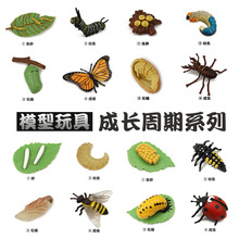 儿童早教仿真动物模型昆虫成长周期玩具蝴蝶蜜蜂青蛙蜘蛛瓢虫蜗牛