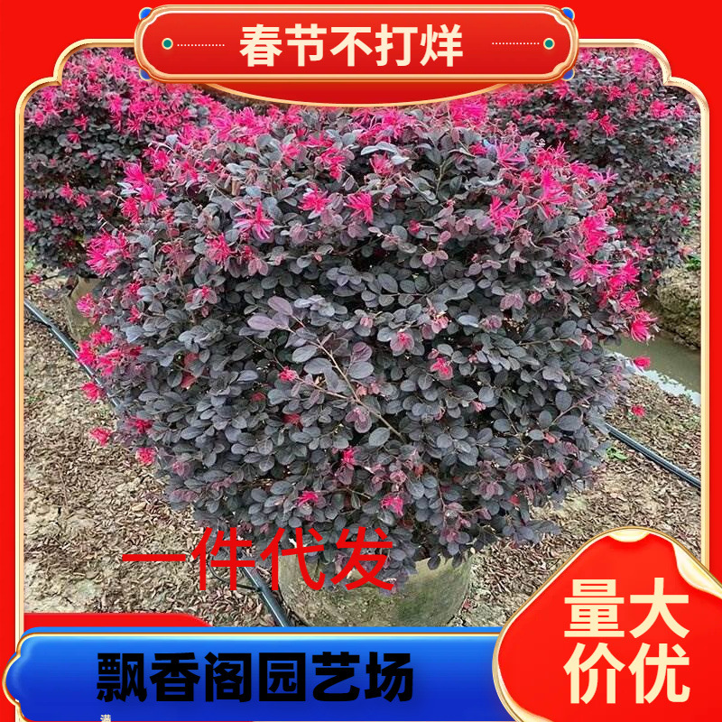 一件代发红花檵木球树苗庭院绿化植物四季常青红花继木观叶灌木观