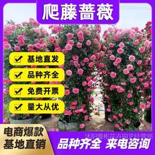 藤本月季花苗批发爬藤月季拱门龙沙宝石欧月盆栽多花蔷薇当年开花
