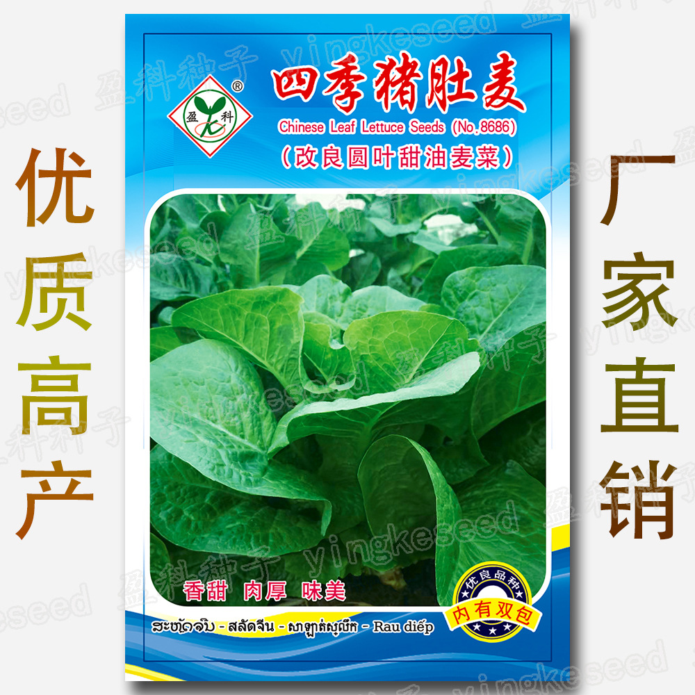 宽叶香甜油麦生菜 农田菜园可盆栽鲜嫩甜油麦菜莜麦蔬菜种子批发