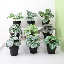 ���l�����ֲ��Gֲ�����҃ȿ͏dС�ͼ��辰��ؔ[�������B���˽�