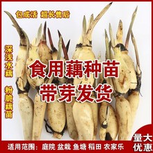 ʳɏźźN߲˷۴ѸNݺɻNźNˮɏźN