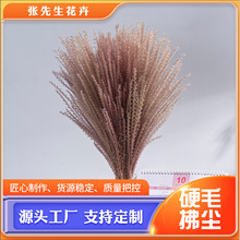 硬毛拂尘干花小芦苇花束配材厂家批发ins风婚庆装饰家居DIY干花束