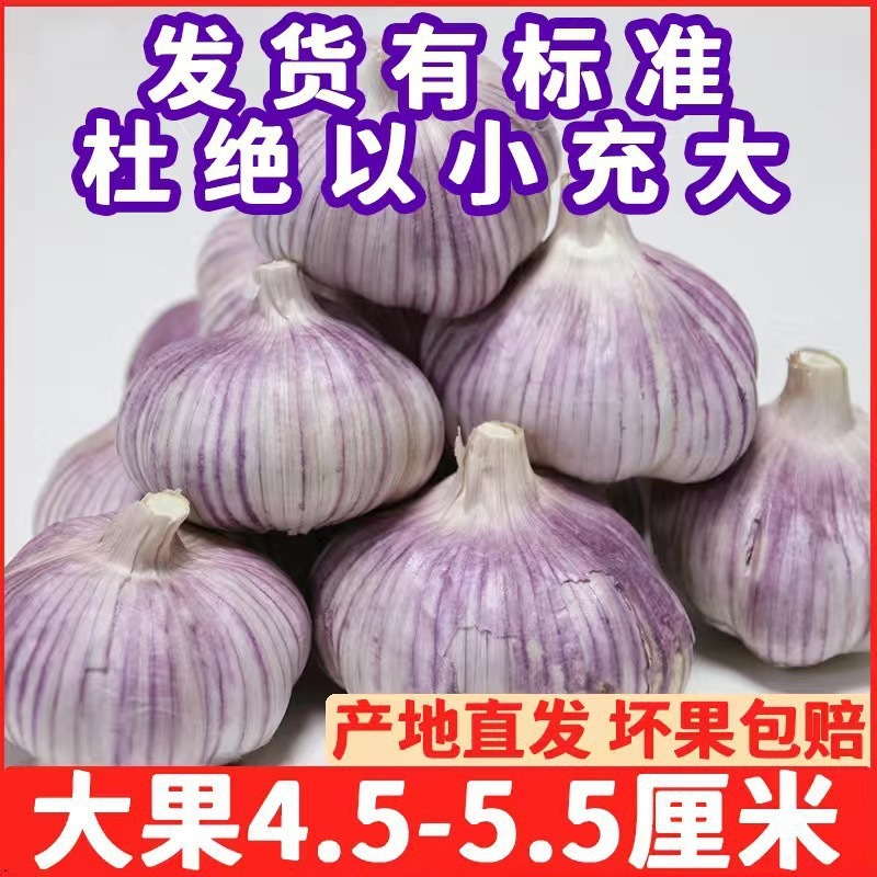 値下げリード紫皮赤皮卸売新鮮ニンニク乾燥ニンニクニンニク頭金郷子大山東|undefined