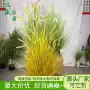 大型婚庆景区仿真洋葱草