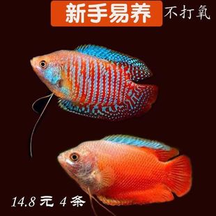 中型魚圖片 海量高清中型魚圖片大全 阿里巴巴