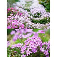 低矮耐寒芝樱花丛生福禄考花籽高考毕业季春季室外播种发芽生长