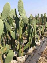 墨西哥米邦塔食用仙人掌 多浆花卉植物景观盆栽 净化空气庭院造景