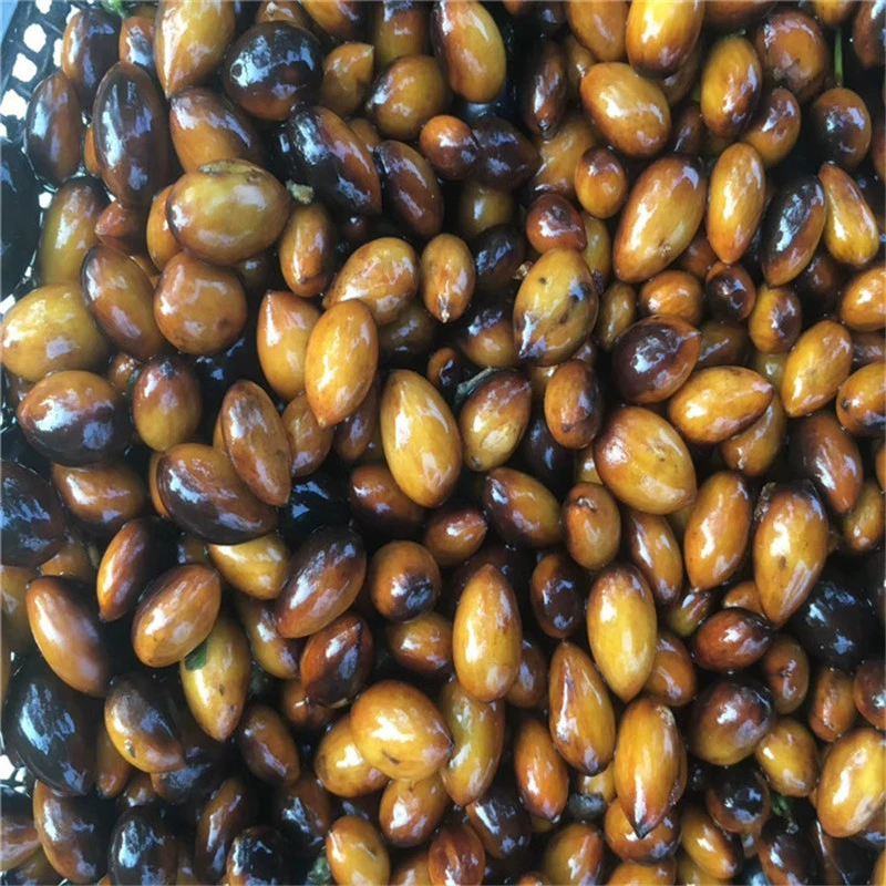 Базовые Оптовые семена феби в золотой оправе Экономическое облесение Рассада Листовка Фиби Чжэнь Нан Рассада Дин Нан Рассада Двор Зеленая Посадка