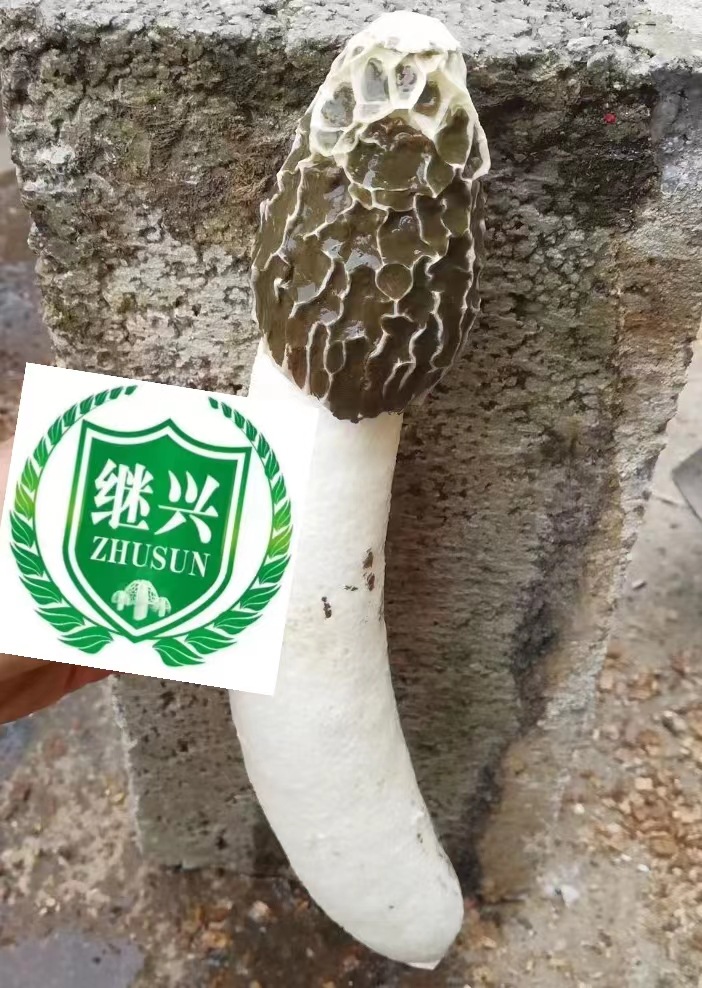 冬荪尺寸
