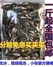 新鲜冰冻饲料鱼喂鳜鱼桂花食蚊鱼粮麦穗喂鱼虎鱼龙鱼喂龟粮角蛙虾