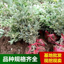 基地直供 金边黄杨毛球 瓜子黄杨 大叶黄杨绿篱