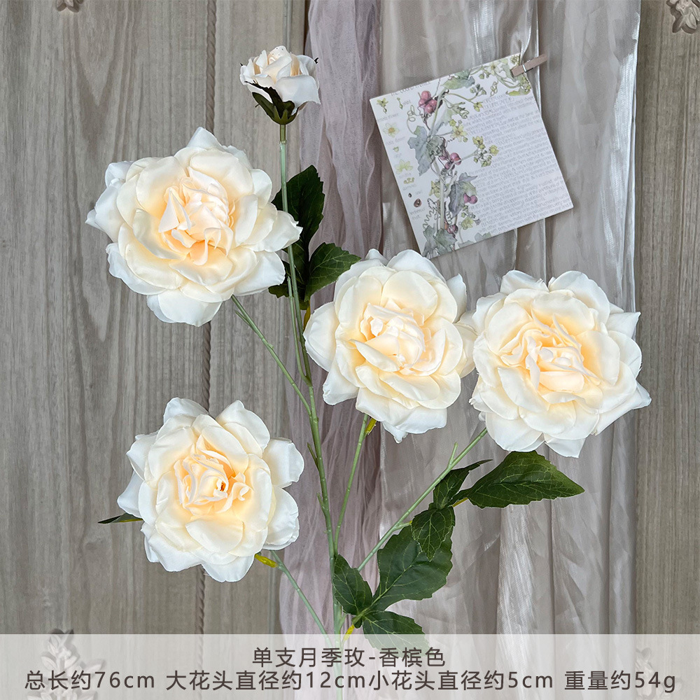XC-单支月季玫--香槟