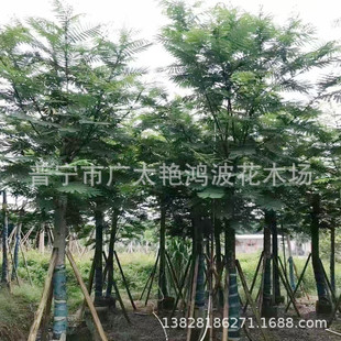 �V�|��ֲ����t����{��麸���Ҏ������麘�G���乫�@��·�G����