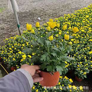 ���m�������� ��ɫ�Sɫ�ջ����m���r�л��ջ������G�� ǧ�^��צ��