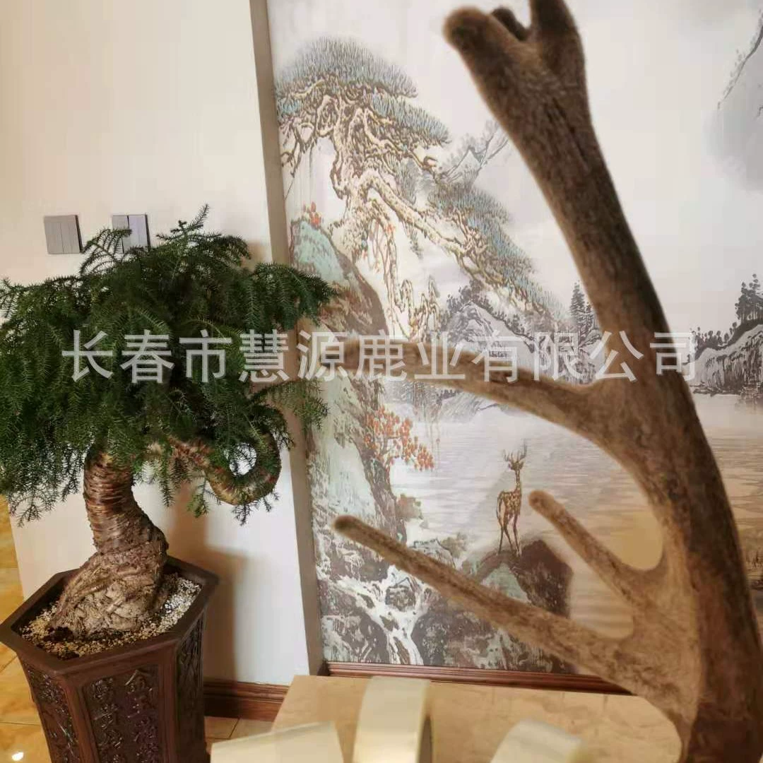 Чанчунь Хуйюань Оптовая продажа оленьих рогов, производство на оленьей ферме, прямые поставки, оленьи рога, ломтики оленьих рогов, порошок оленьих рогов.