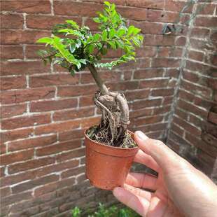 С�~�ܘ��辰���΢����ֲ���k���������辰