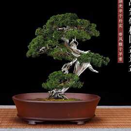 精品四方紫砂花盆小号彷古椭圆多肉菖蒲桌面文竹子摆件盆景盆包邮
