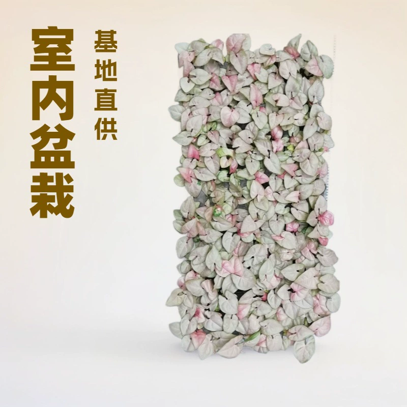 Производитель поставляет в больших количествах различные виды цветов, таких как красная бабочка, красная красотка и таро, для комнатных растений, доступные для оптовой продажи.